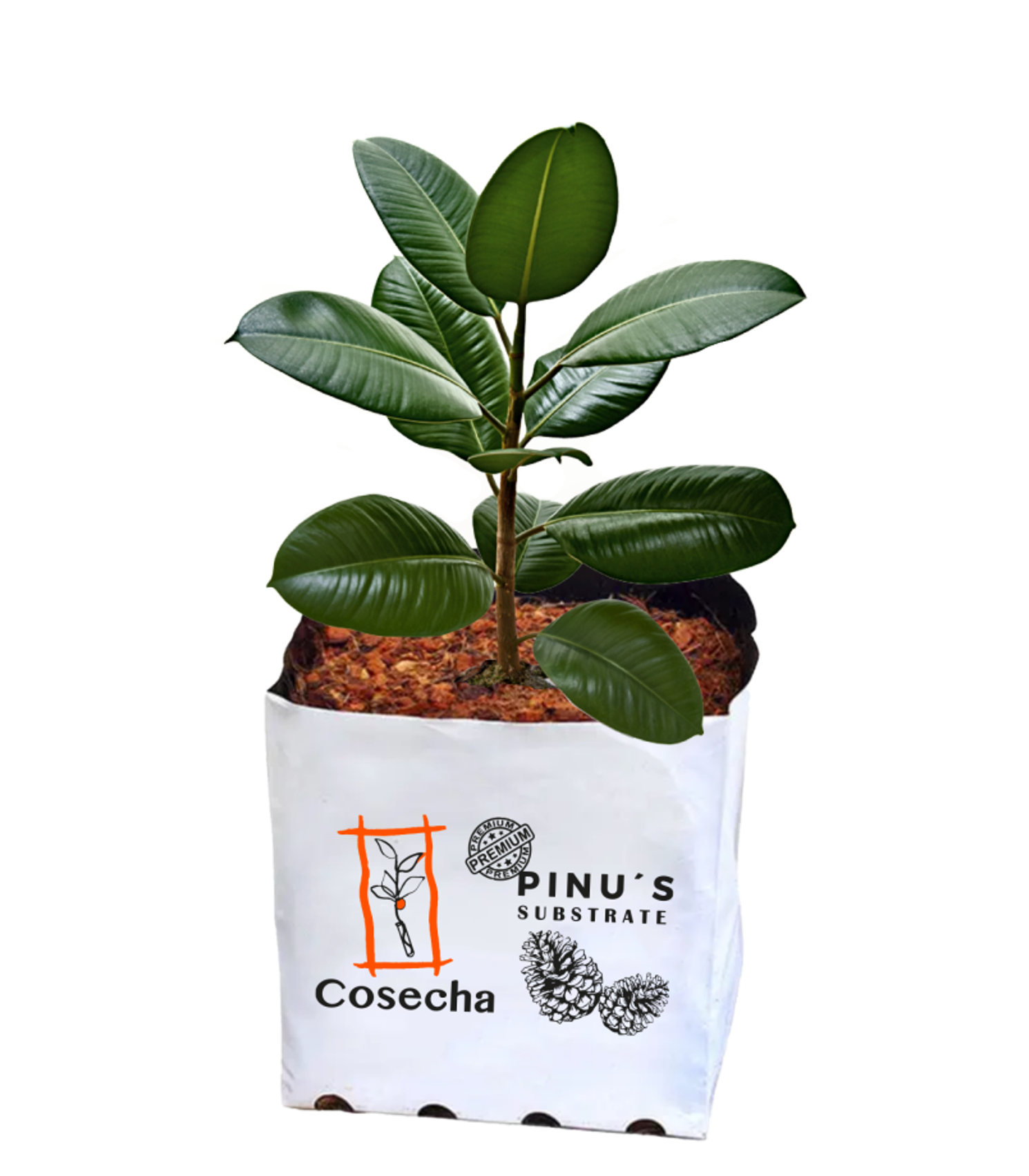 Bolsa para vivero